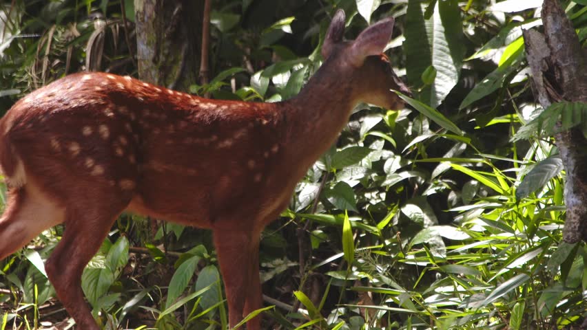 Juvenile red brocket deer calmly forages through the rich, leaf-littered floor of Peru’s rainforest morning