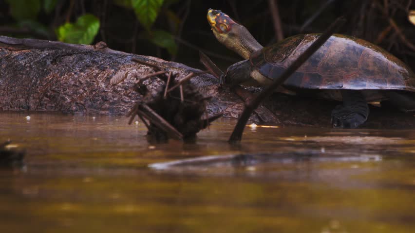 Turtle seeks warmth on a river log beneath a soft drizzle in Peru’s rich Amazon rainforest.