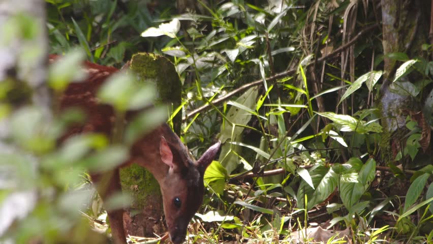Red brocket deer grazing peacefully among thick Amazon vegetation is alerted by something in Peru's wild forest.