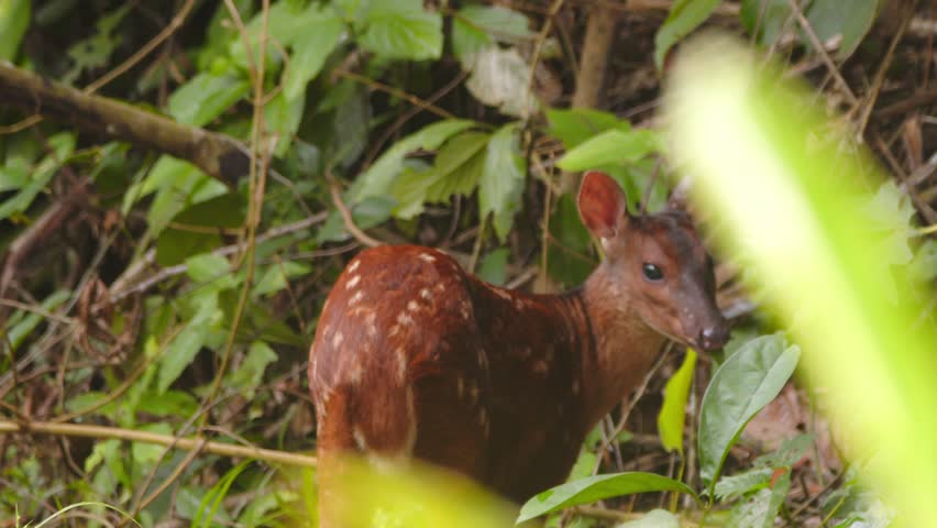 Young red brocket deer feeds calmly in Peru’s dense Amazon rainforest, surrounded by lush foliage.