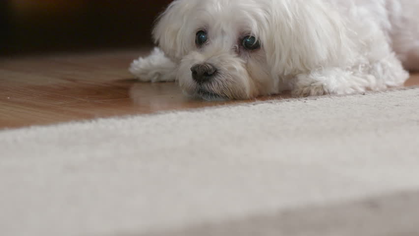 White dog resting on floor with zoom-in effect