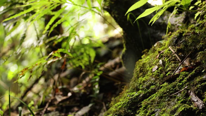 Lush green moss and ferns on a forest floor, captured in natural light with a tranquil atmosphere