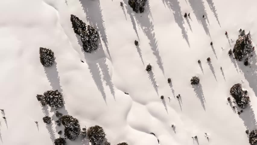 Stunning Aerial View of Snow-Covered Mountains and Pine Forests in British Columbia, Canada