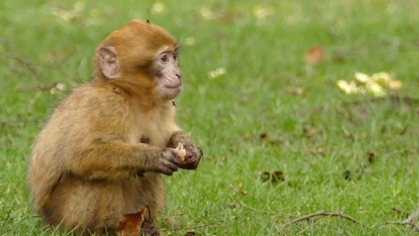 Young monkey sitting on grass, eating fruit, surrounded by nature and fallen leaves