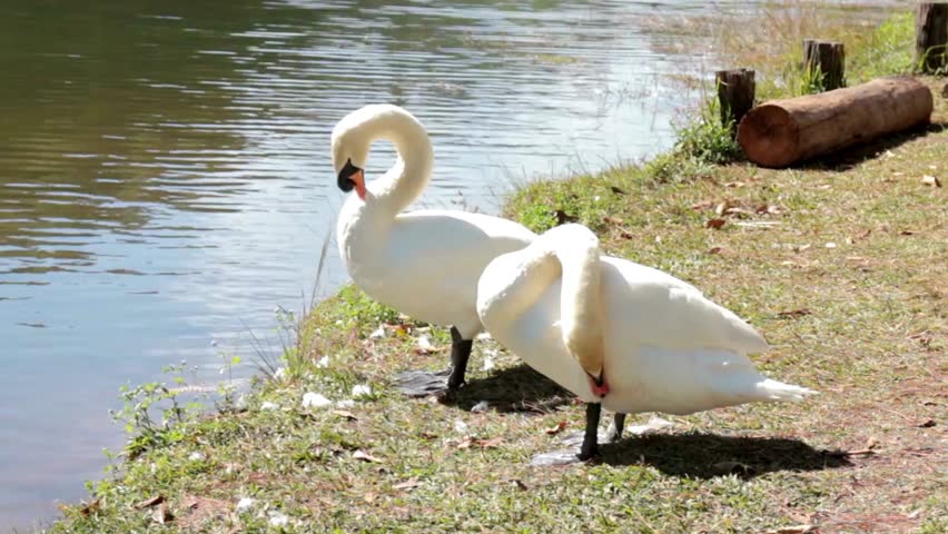 Two elegant swans gracefully near a serene lake, surrounded by lush greenery and calm waters