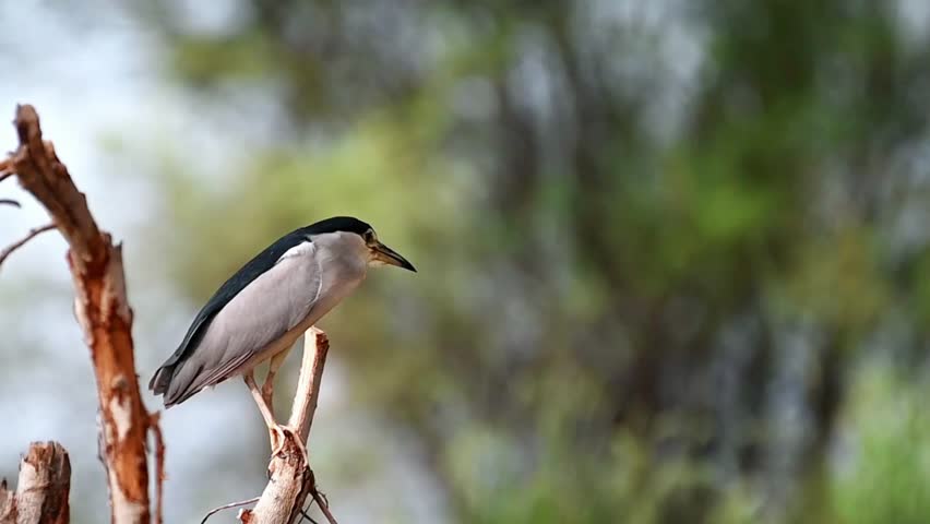 footage of The black-crowned night heron or black capped night heron, commonly shortened to black capped night heron, commonly shortened to just night heron in Eurasia