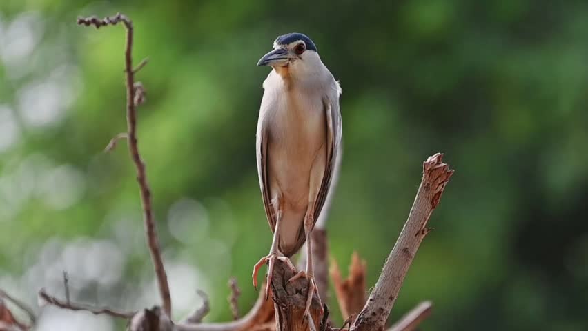 footage of The black-crowned night heron or black capped night heron, commonly shortened to black capped night heron, commonly shortened to just night heron in Eurasia