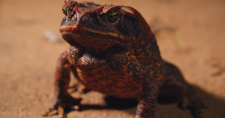 Peruvian cane toad sits on jungle floor, captured close with detail in the Amazon rainforest.