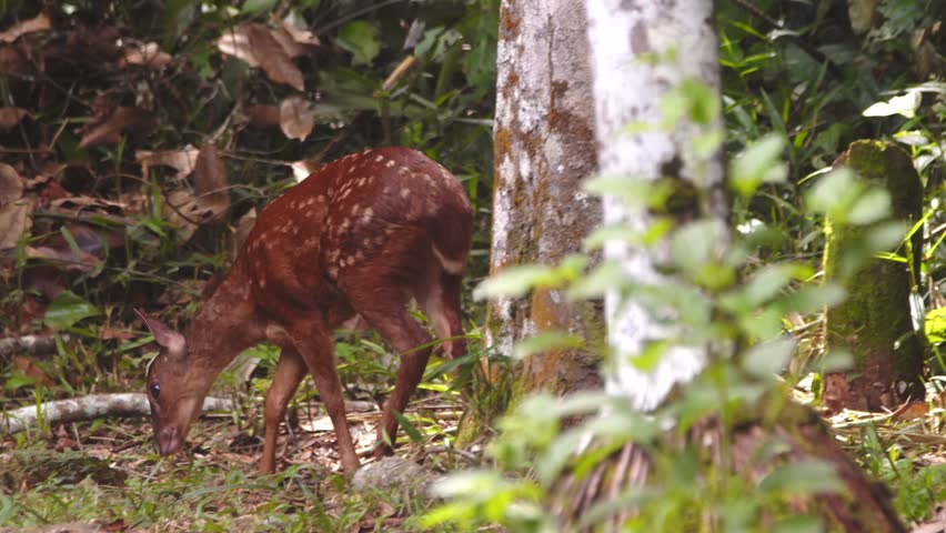 Alert Juvenile red brocket deer forages in thick Peru rainforest under a canopy of tropical greenery.