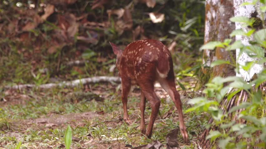 Peru Amazon wildlife: young red brocket deer searches for food among vibrant rainforest plants.