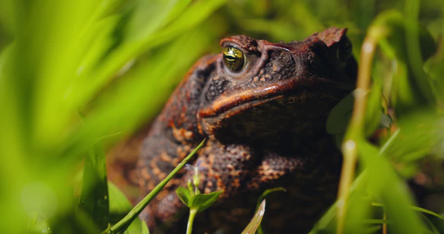 Cane toad up close with big head and eyes on damp jungle floor in Peru’s Amazon rainforest during the early day.