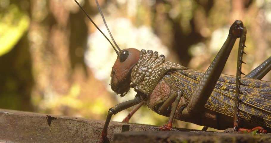 Giant red-winged grasshopper walks slowly along a tree trunk and flies off in Peru’s lush Amazon rainforest.