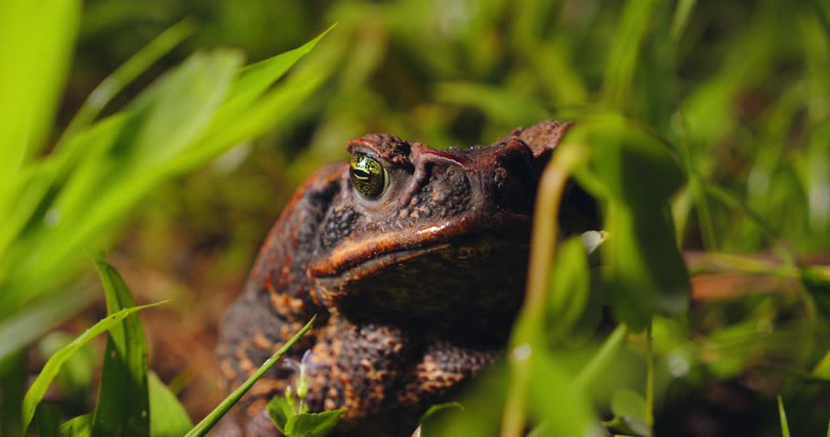 Closeup of cane toad in its natural habitat green grass, sitting still on Peru Amazon forest floor.