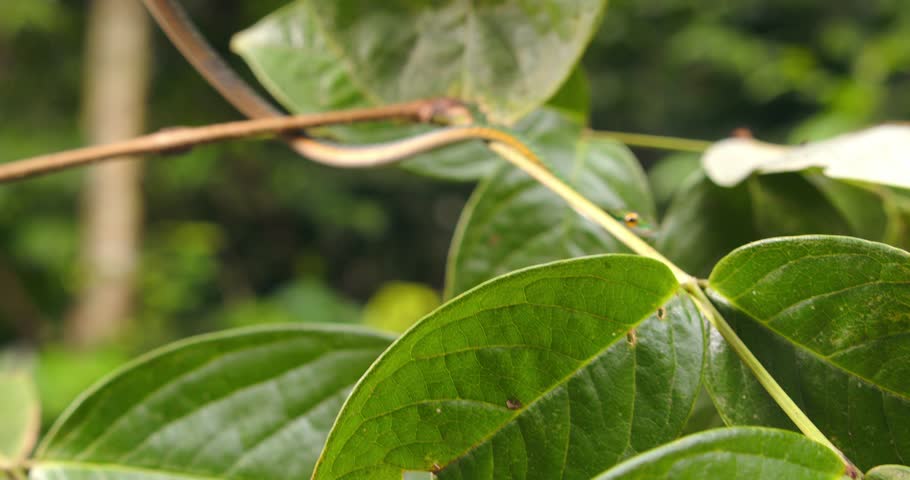 Green snake in motion: parrot snake shows expert arboreal skills in rainforest and jumps in Peru’s Amazon.