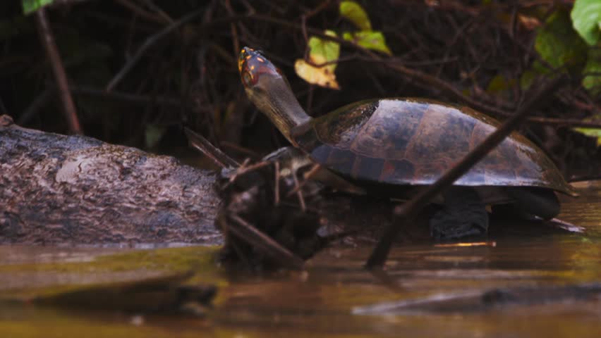 In Peru’s Amazon, turtle on log to bask slips into the river while soft rain sprinkles the slow-moving river.