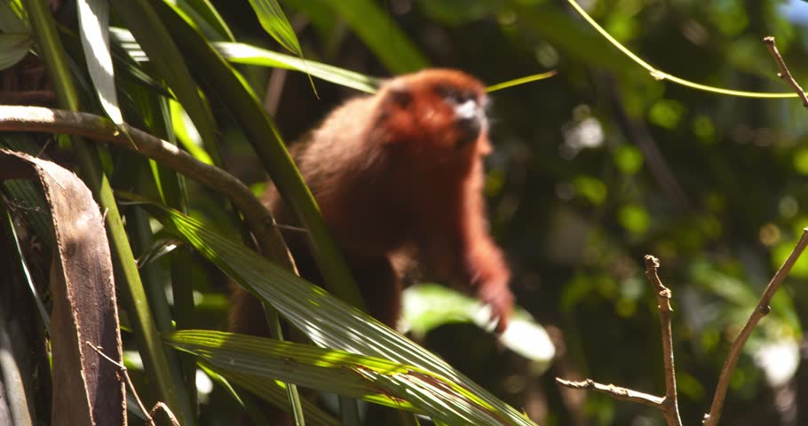 Dusky titi monkey climbs through the canopy, leaping between branches in Peru’s Amazon rainforest.