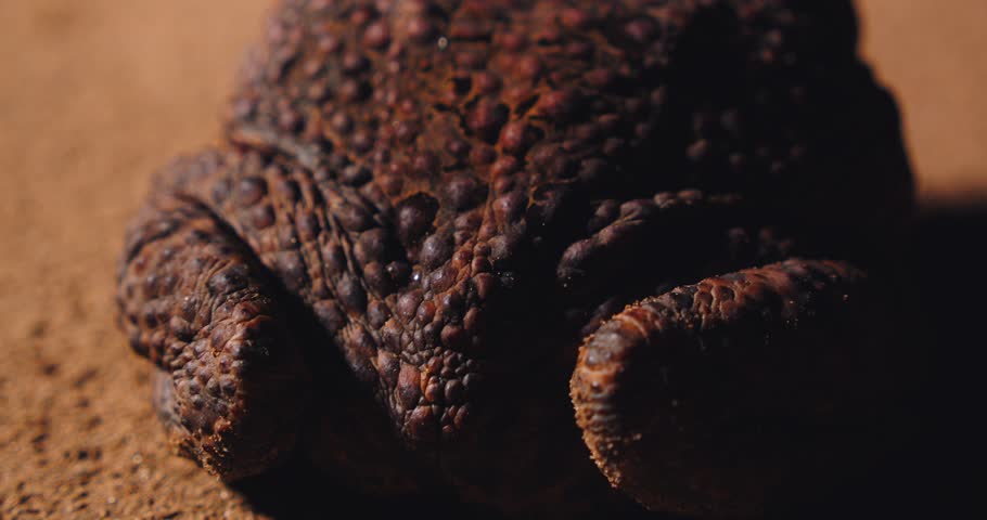 Closeup of cane toad with textured, wrought skin resting on Peru Amazon rainforest floor.
