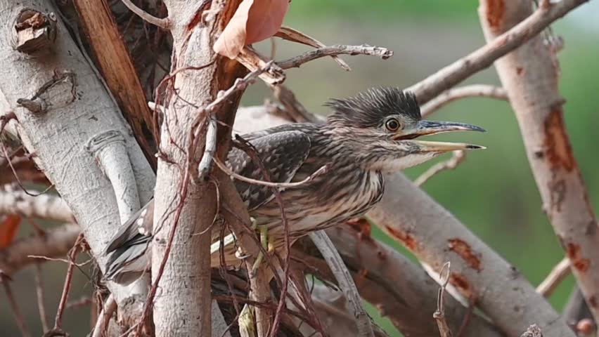 footage of The black-crowned night heron or black capped night heron, commonly shortened to black capped night heron, commonly shortened to just night heron in Eurasia