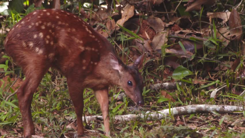 Young red brocket deer with spotted coat wanders slowly, feeding among fallen leaves in the Peru Amazon forest.