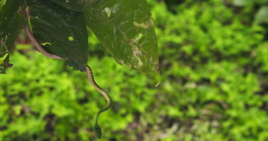 In Peru’s Amazon, a vibrant green parrot snake slithers across through the leaves with agile precision.
