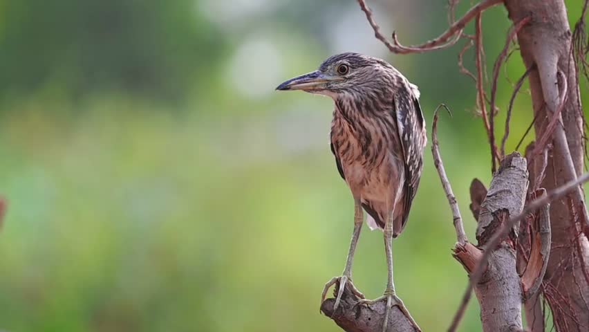 footage of The black-crowned night heron or black capped night heron, commonly shortened to black capped night heron, commonly shortened to just night heron in Eurasia