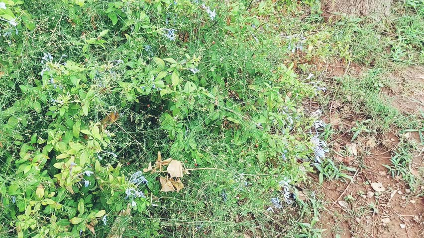 Asparagus setaceus, commonly known as asparagus fern, with small, round, blackish berries that are visually attractive but toxic to humans