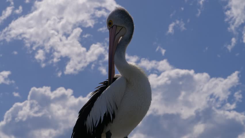 Closeup Of Australian Pelican Standing And Preening Its Feathers Against Sunny Blu Sky With Clouds. low angle shot