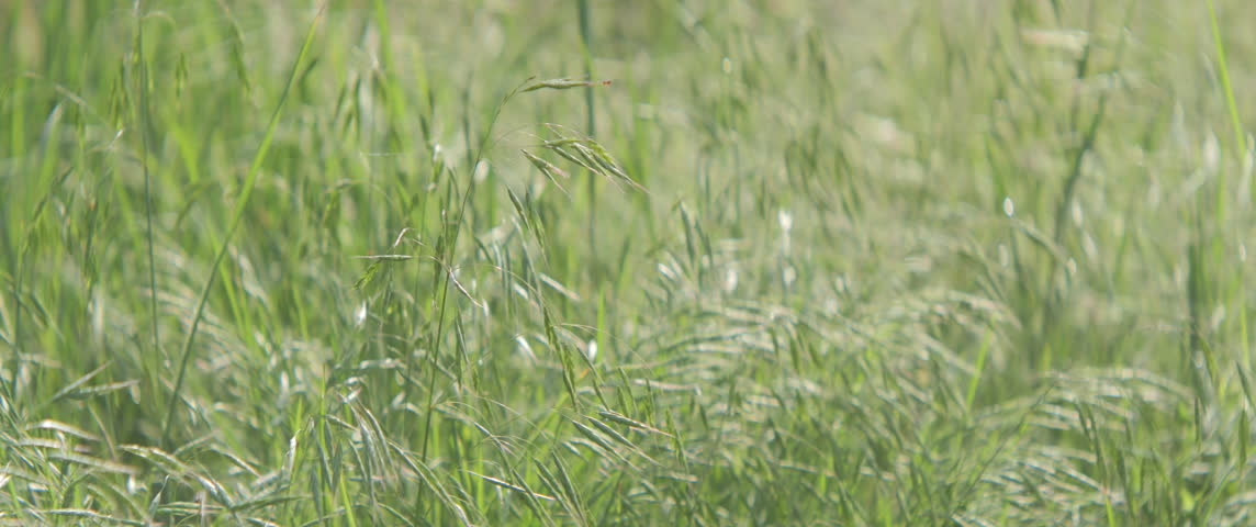 Wild grass oat on the wind shallow DOF 5.7K scope video