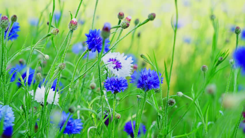 Beautiful cornflowers blooming in a wild green meadow on a bright sunny day, close-up establishing