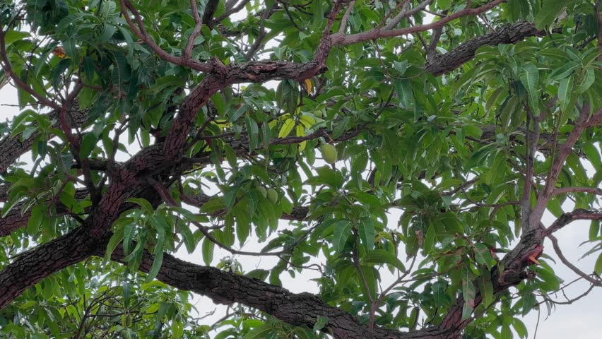 A close-up of a mango fruit hanging from its tree, Mango Hanging from its Branch