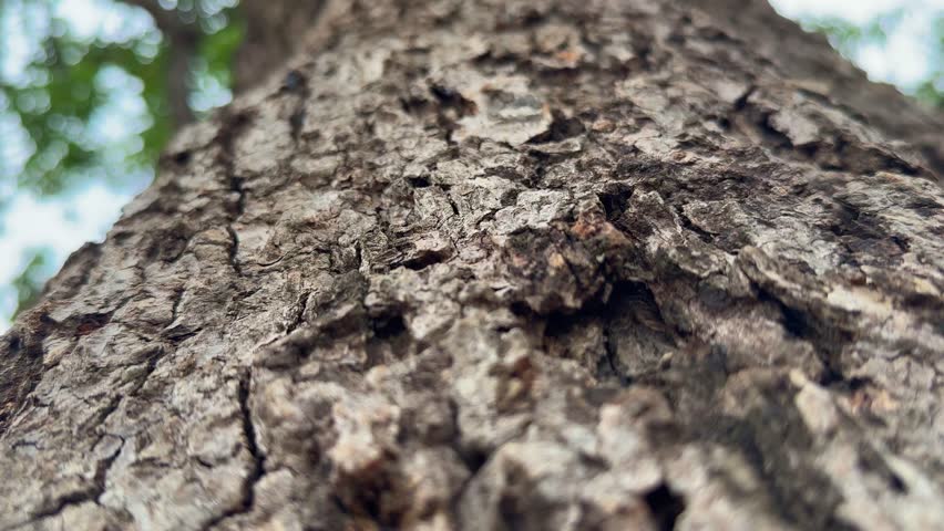 camera slowly ascending a tree trunk, revealing the detailed texture of the bark, showing the intricate patterns, cracks, and variations in the bark's surface