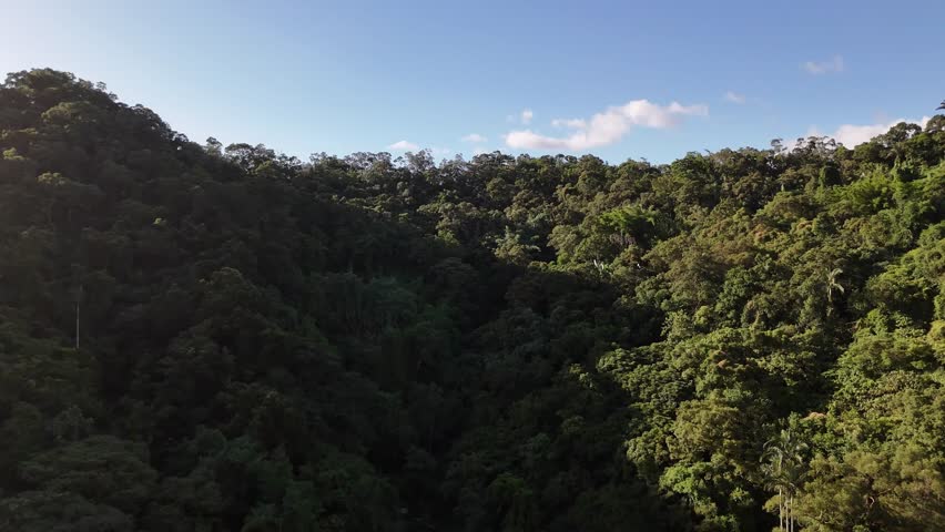 Drone Panorama of Forest Canopy with Distant Taipei City Skyline