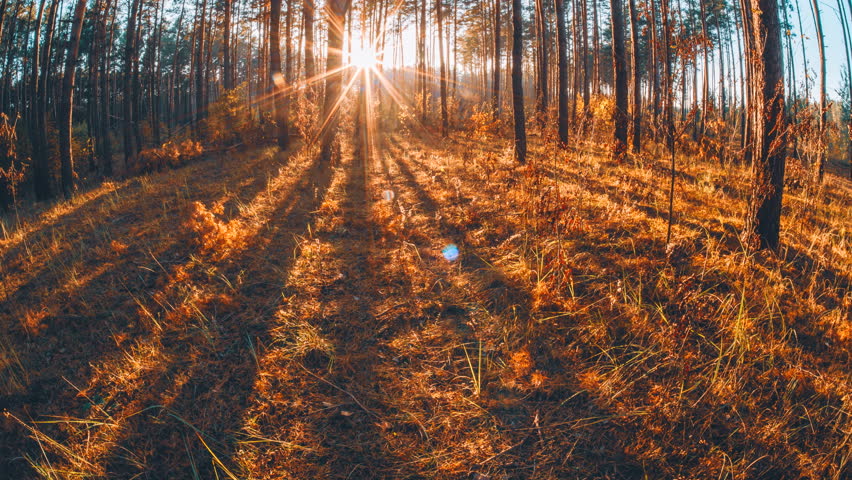 Fall Coming. Sunlight Sunrays Sunbeams Shine Through Trees In Autumn Forest Landscape. Amazing Bright Sun Shining In Coniferous Forest. Woodland Time Lapse, Time-lapse.