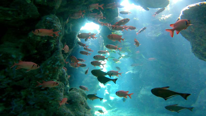 Light rays illuminate colorful fish swimming near rocks inside an underwater cave