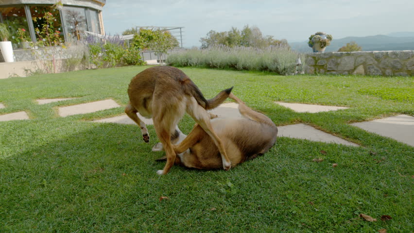 SLOW MOTION, CLOSE UP: Dogs engaged in playful wrestling on a sunny green lawn, with one dog rolling on its back and the other leaning over it. Cheerful interaction between two pets in spacious garden