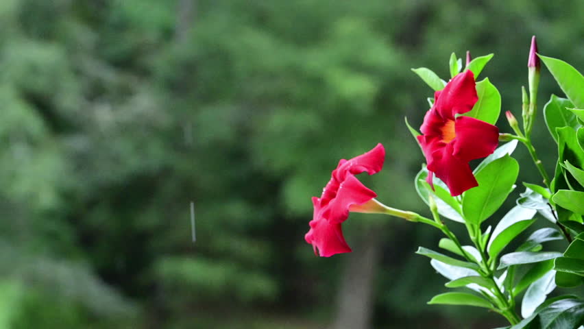 Blloming Brazilian Jasmine plant in passing summer rain storm, in the southern Piedmont of North Carolina