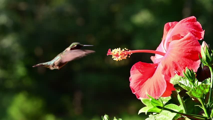 Male ruby-throated hummingbird visiting a red hibiscus flower in a garden in the Piedmont of North Carolina on a extremely hot summer day in slow motion.