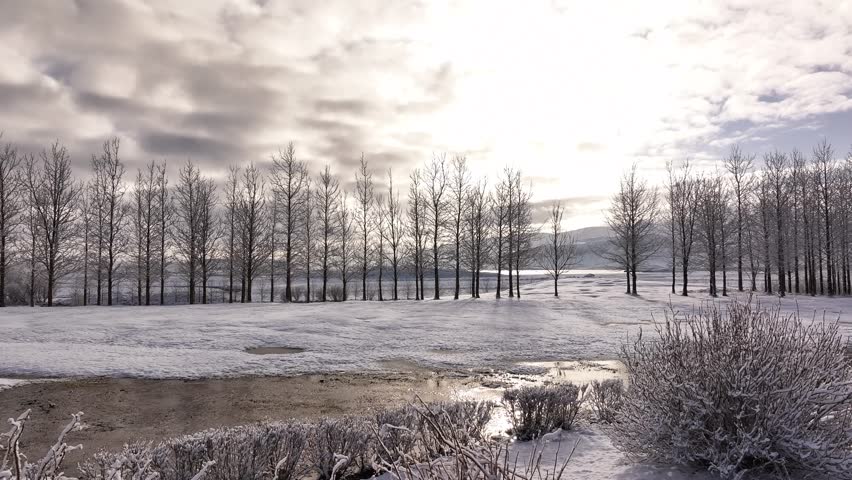 Bare winter trees line a snowy field near Borgarfjörður in Borgarnes, Iceland, under a glowing sky. A calm, frosty landscape bathed in soft Arctic light.