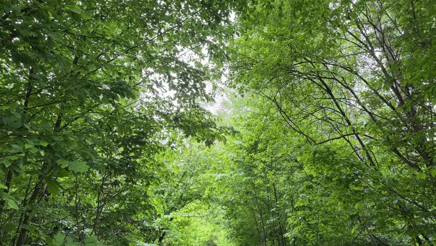 Bend section of the industrial railway surrounded by natural green arch of trees in forest, view close-up while vertical panning in spring rainy morning
