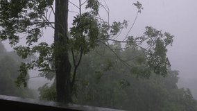 Raining over the trees and greenery forest - Powered by Shutterstock - Get 15% off with code: PIKWIZARD15