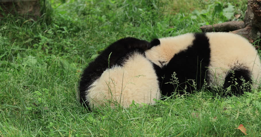 Baby giant pandas playing in the zoo