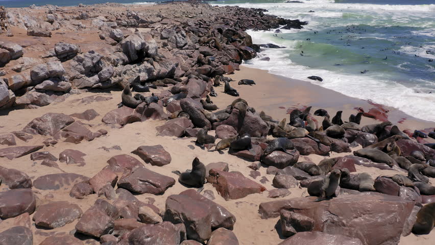 Massive Cape fur seal colony basking and swimming on rocky bay in Cape Cross Seal Reserve, Skeleton Coast, Namibia, Drone shot