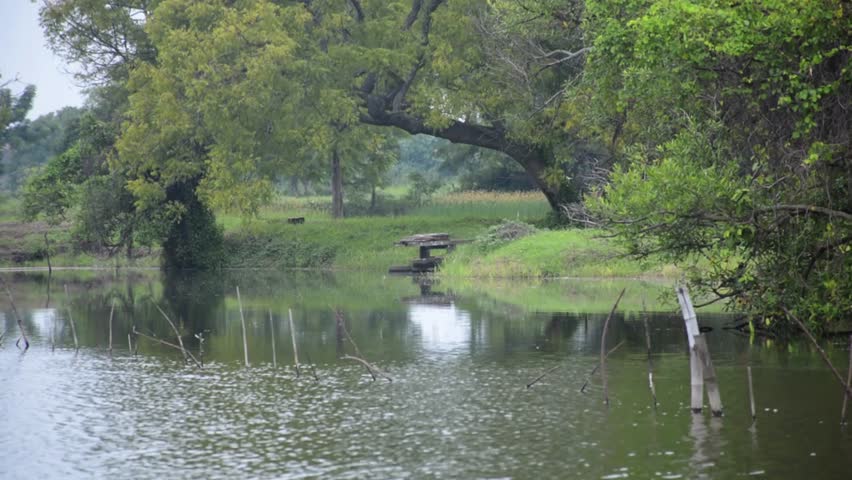 A wide natural pond in a tranquil landscape, surrounded by untouched nature. Calming ambient sounds of wild birds enhance the serene atmosphere—perfect for nature, relaxation, or meditation content.