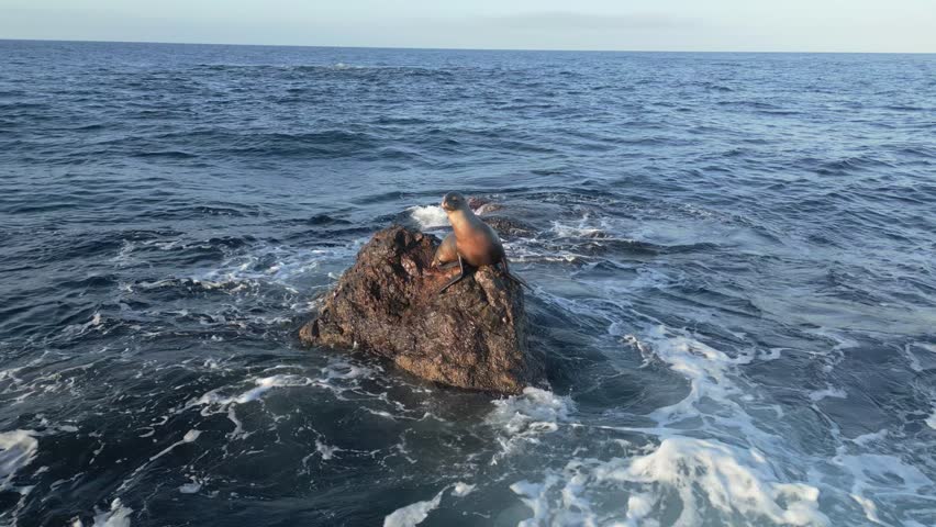 Static drone shot of joyful sea lion on a rock in Malibu (60fps)