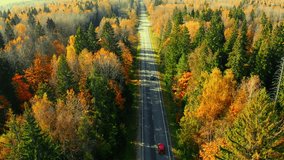 Aerial top down view of curved asphalt road with cars driving and colorful fall autumn forest in rural Finland.  - Powered by Shutterstock - Get 15% off with code: PIKWIZARD15
