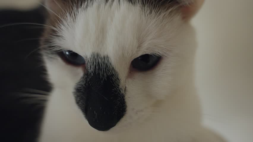 Shutterstock Video