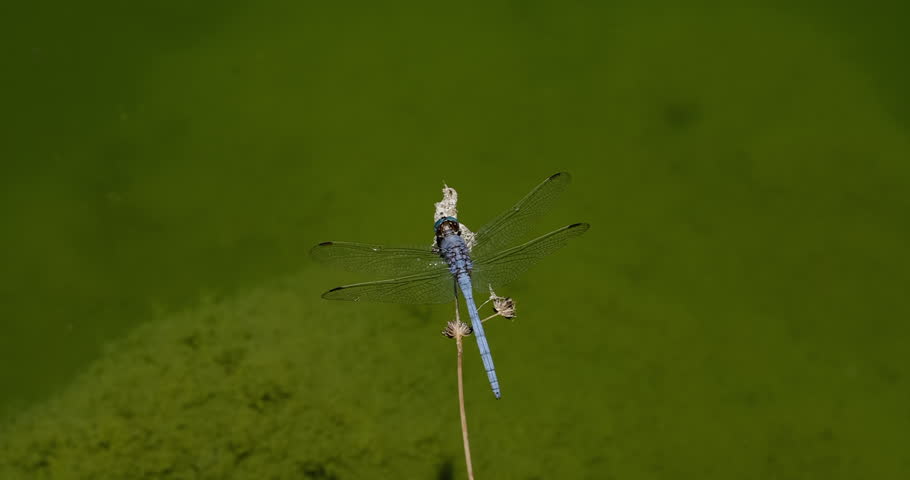 blue dragonfly on a branch