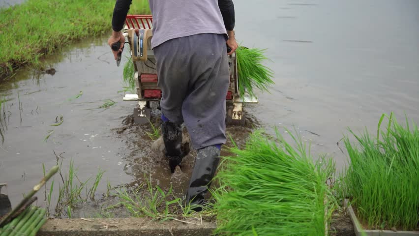 A man planting rice using a hand-operated rice planting machine