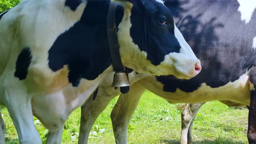 Young cows shift nervously, swatting at flies in a lush green meadow surrounded by alpine pines. Filmed on a sunny day near Schwarzsee in Fribourg, Switzerland