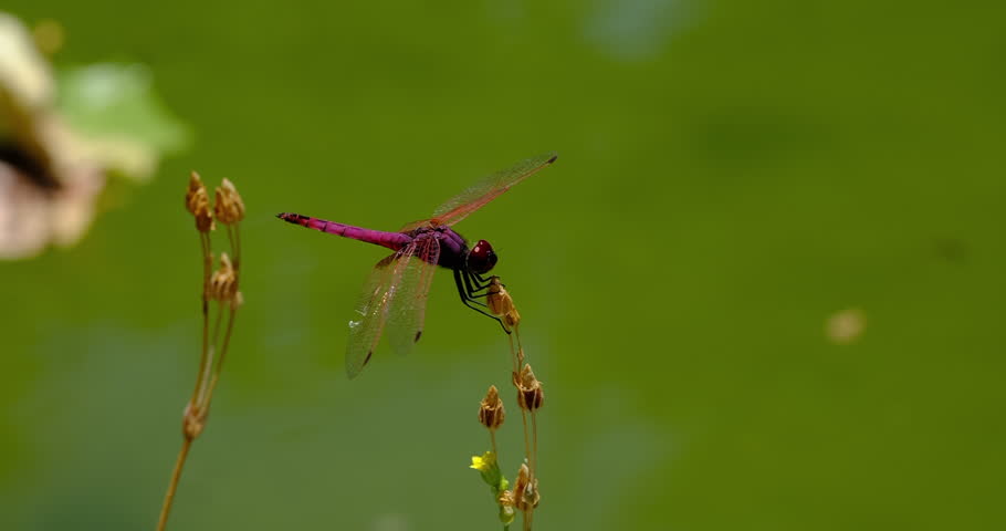 red dragonfly on a branch